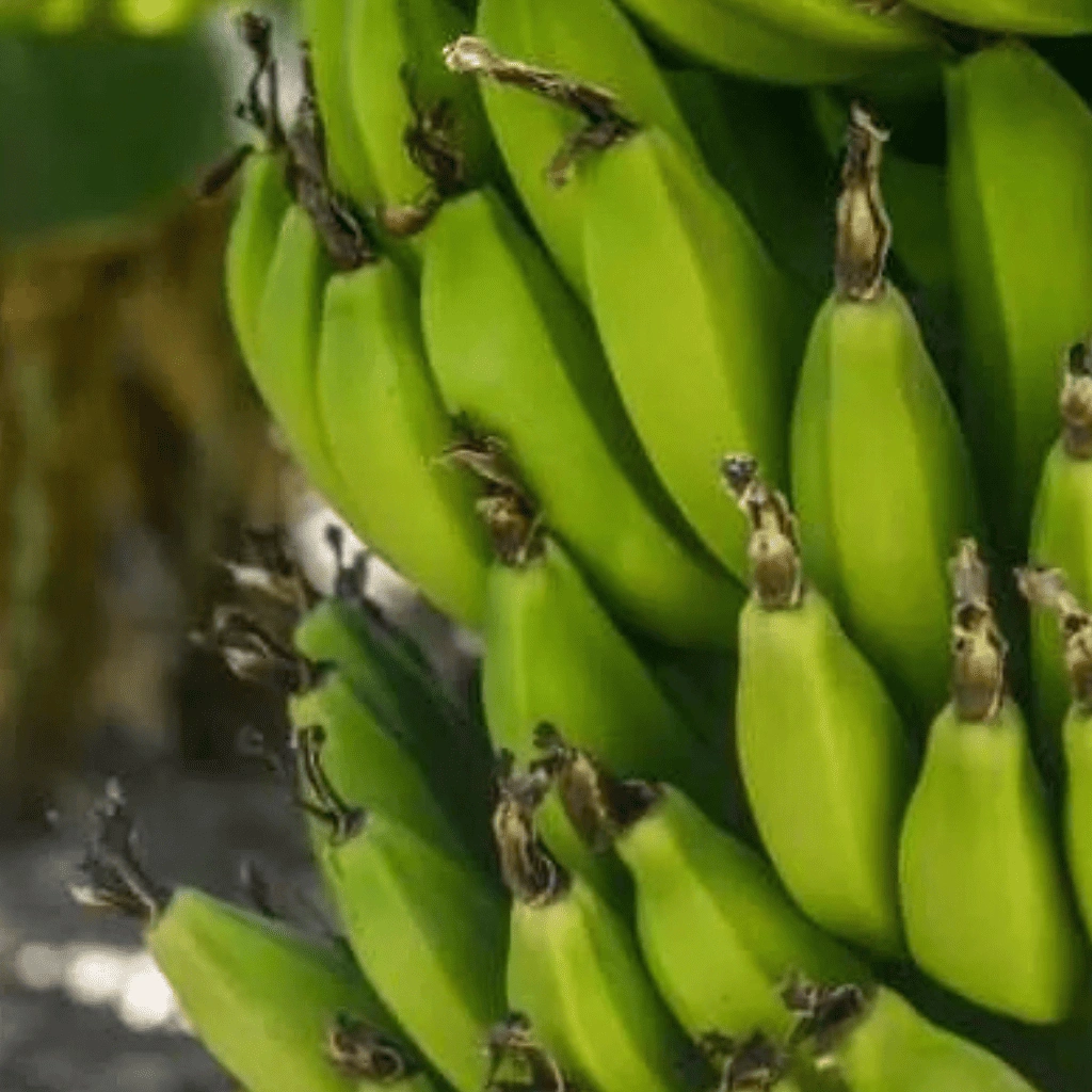NRCB banana research and development portal in trichy, tamilnadu